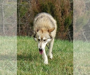 Wolf Hybrid Puppy for sale in BYBEE, TN, USA
