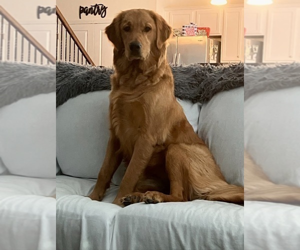 Medium Photo #1 Golden Retriever Puppy For Sale in SALISBURY, NC, USA