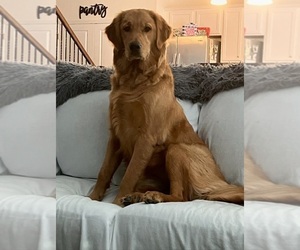 Mother of the Golden Retriever puppies born on 05/29/2025
