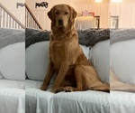 Small Photo #1 Golden Retriever Puppy For Sale in SALISBURY, NC, USA