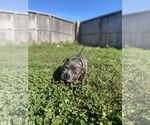 Small #18 American Staffordshire Terrier