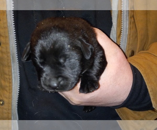 Medium Photo #11 Labrador Retriever Puppy For Sale in ATHOL, MA, USA