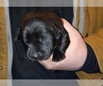 Small Photo #11 Labrador Retriever Puppy For Sale in ATHOL, MA, USA