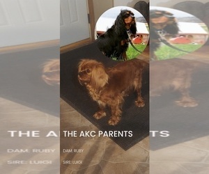 Cavalier King Charles Spaniel Litter for sale in WAUKON, IA, USA
