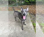 Small #2 German Shepherd Dog Mix