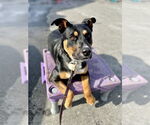 Small #35 Rottweiler Mix