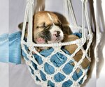 Small Photo #4 Boxer Puppy For Sale in Vail, AZ, USA