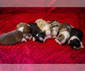 Boston Terrier Litter for sale in TREMONTON, UT, USA