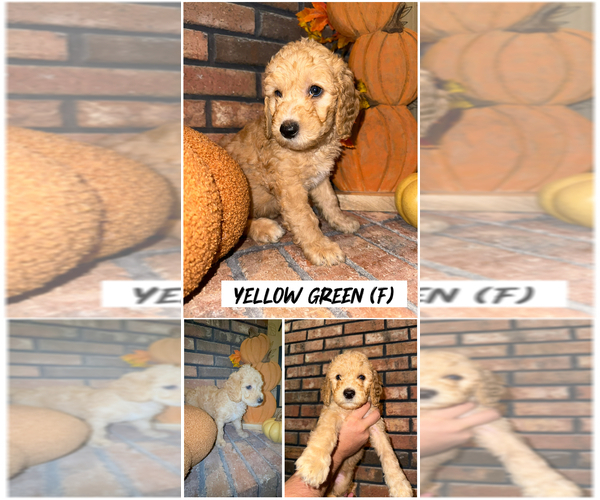 Medium Photo #1 Goldendoodle (Miniature) Puppy For Sale in FORT MYERS, FL, USA