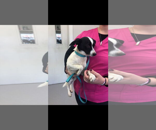 Medium Photo #7 Jack Russell Terrier-Unknown Mix Puppy For Sale in Buffalo, MN, USA