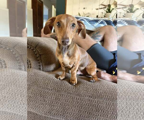 Medium Photo #1 Dachshund Puppy For Sale in Tampa, FL, USA