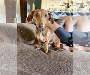 Dachshund Dogs for adoption in Tampa, FL, USA
