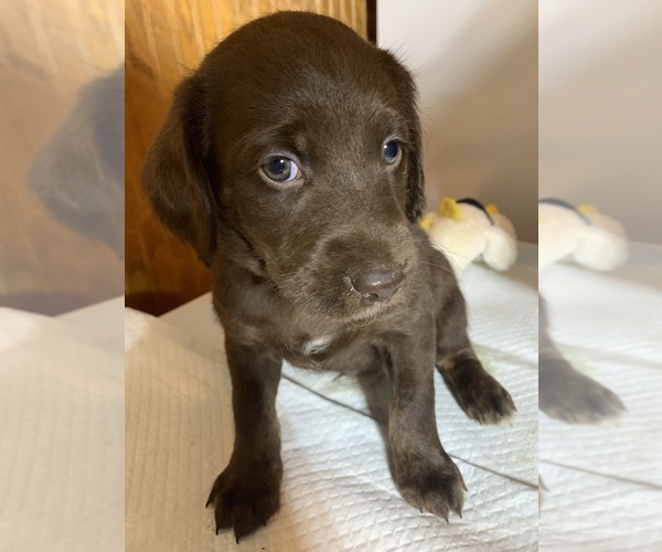 Medium Photo #4 Labradoodle Puppy For Sale in DEEPWATER, MO, USA