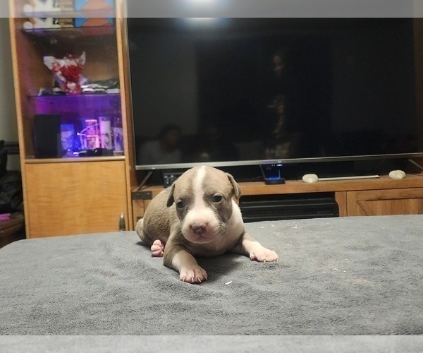 Medium Photo #3 American Bully Puppy For Sale in WEST YORK, PA, USA
