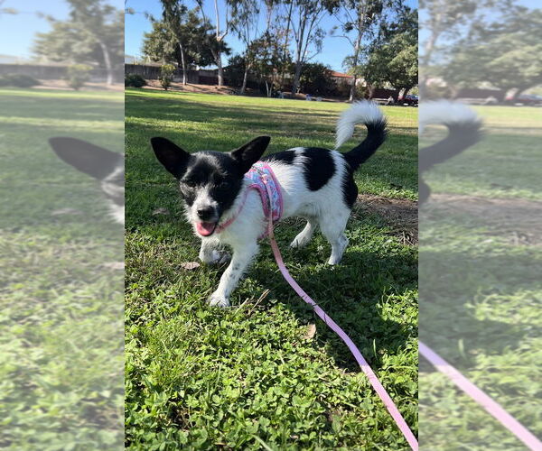 Medium Photo #3 Chihuahua-Unknown Mix Puppy For Sale in San Diego, CA, USA