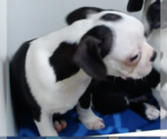 Small #4 Boston Terrier