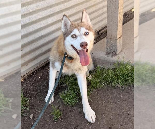 Medium Photo #2 Siberian Husky-Unknown Mix Puppy For Sale in Modesto, CA, USA