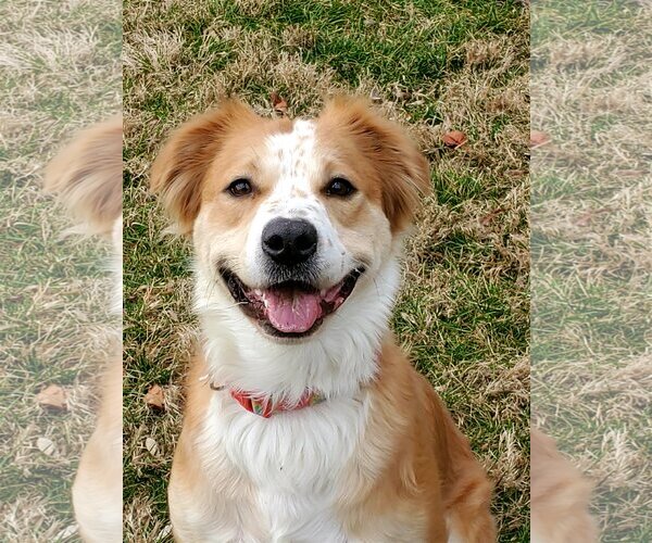 Medium Photo #3 Golden Retriever-Spaniel Mix Puppy For Sale in Westminster, MD, USA