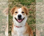 Small #2 Golden Retriever-Spaniel Mix
