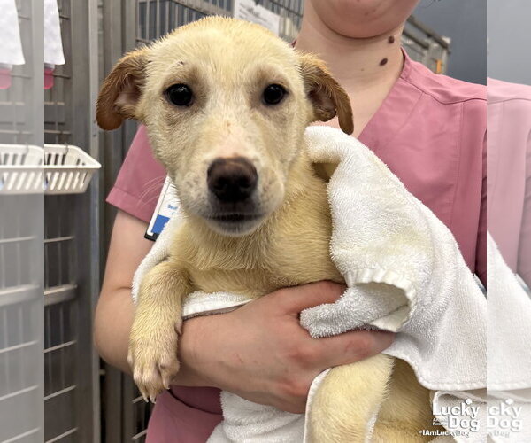 Medium Photo #4 Australian Shepherd-Unknown Mix Puppy For Sale in Washington, DC, USA