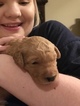 Small Photo #4 Goldendoodle Puppy For Sale in CONYERS, GA, USA