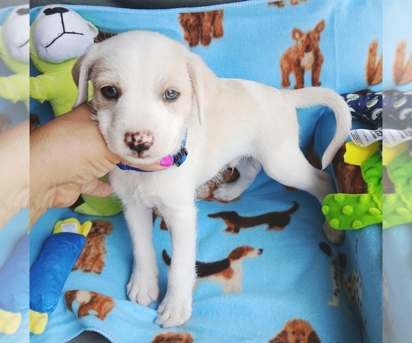 Medium Photo #1 Chi-Poo (Miniature) Puppy For Sale in DEVINE, TX, USA