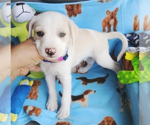 Chi-Poo (Miniature) Puppy for sale in DEVINE, TX, USA