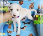 Small Chi-Poo (Miniature)