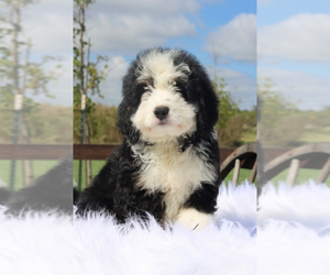 Bernedoodle Puppy for sale in ITASCA, TX, USA