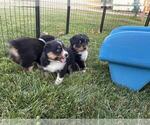 Small #3 Australian Shepherd