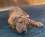 Small #11 Rhodesian Ridgeback