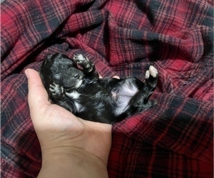 Poodle (Toy) Puppy for sale in HAYWARD, CA, USA