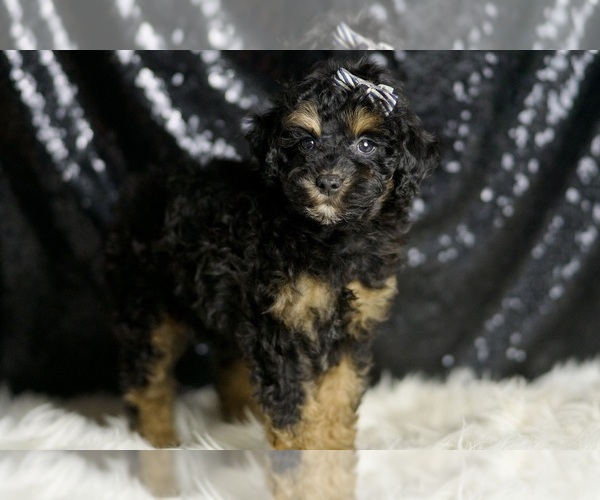 Medium Photo #2 Poodle (Miniature) Puppy For Sale in WARSAW, IN, USA