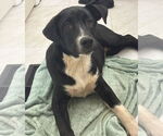 Small #1 Labrador Retriever Mix