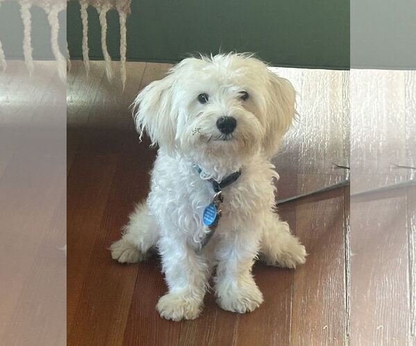 Medium Photo #2 Maltipoo Puppy For Sale in Bellevue, WA, USA