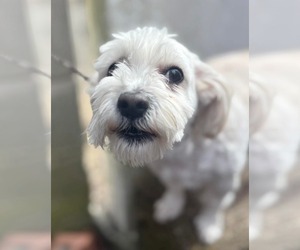 Maltese-Unknown Mix Dogs for adoption in Westwood, NJ, USA