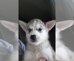 Small #6 Alaskan Husky-Alaskan Malamute Mix