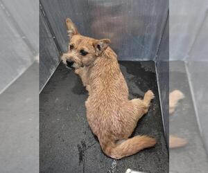 Mutt Dogs for adoption in San Antonio, TX, USA