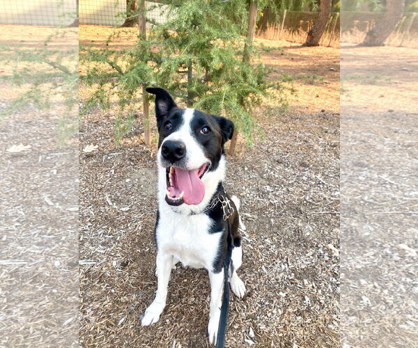 Medium Photo #6 Border Collie-Unknown Mix Puppy For Sale in San Diego, CA, USA