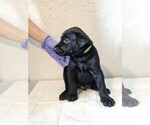 Puppy Green Doberman Pinscher-Schnauzer (Giant) Mix