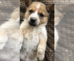 Small Photo #6 Australian Cattle Dog Puppy For Sale in CARROLLTON, MS, USA