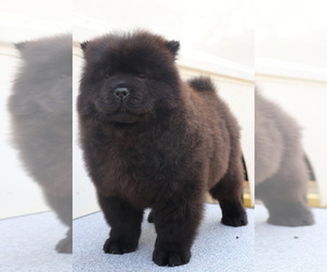 Chow Chow Puppy for sale in AUGUSTA, MI, USA