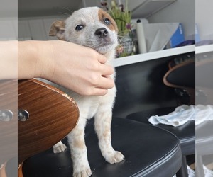 Australian Cattle Dog Puppy for sale in PUYALLUP, WA, USA