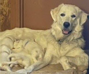 Mother of the Great Pyrenees puppies born on 11/19/2021