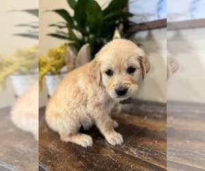 Golden Retriever Puppy for sale in FORDLAND, MO, USA