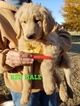 Small Photo #27 Goldendoodle Puppy For Sale in CLARKSVILLE, TX, USA