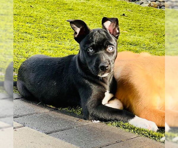 Medium Photo #2 Mutt Puppy For Sale in San Diego, CA, USA