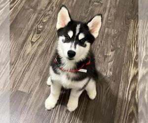 Siberian Husky Puppy for sale in HOUSTON, TX, USA