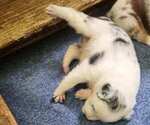 Puppy Puppy 7 Australian Shepherd