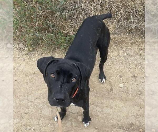 Medium Photo #2 Mastador Puppy For Sale in San Diego, CA, USA